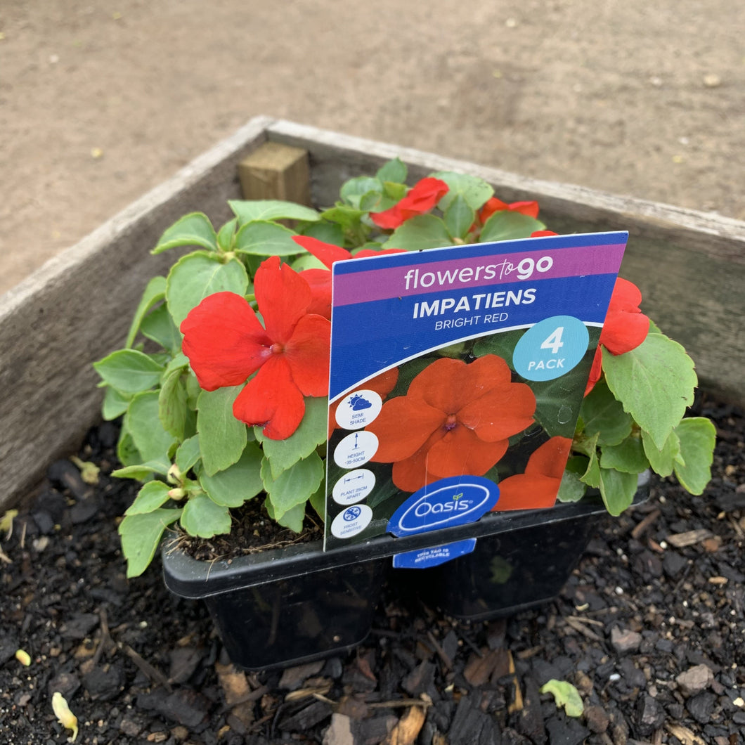 Impatiens ‘Bright Red’