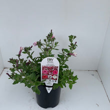 Load image into Gallery viewer, Supertunia vista &#39;Silverberry’
