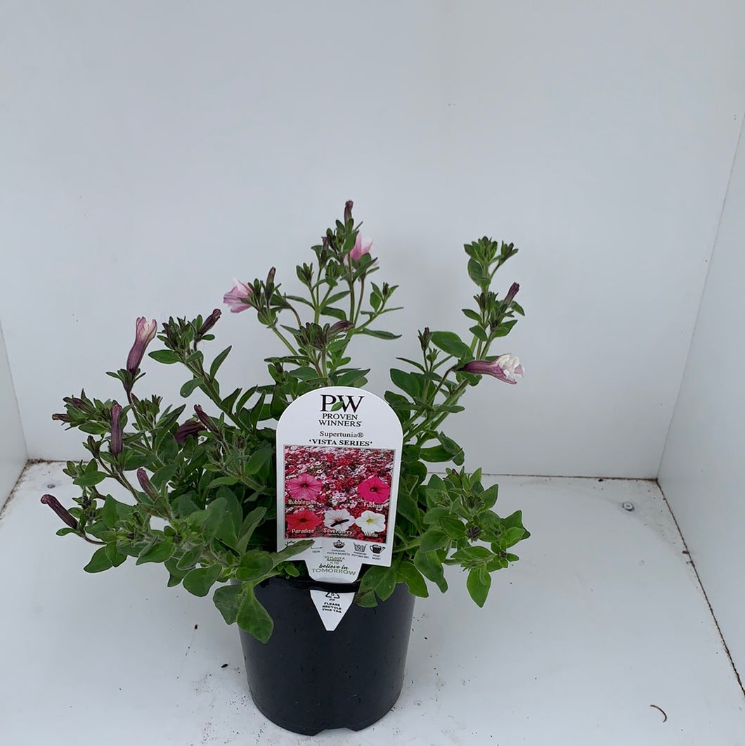 Supertunia vista 'Silverberry’