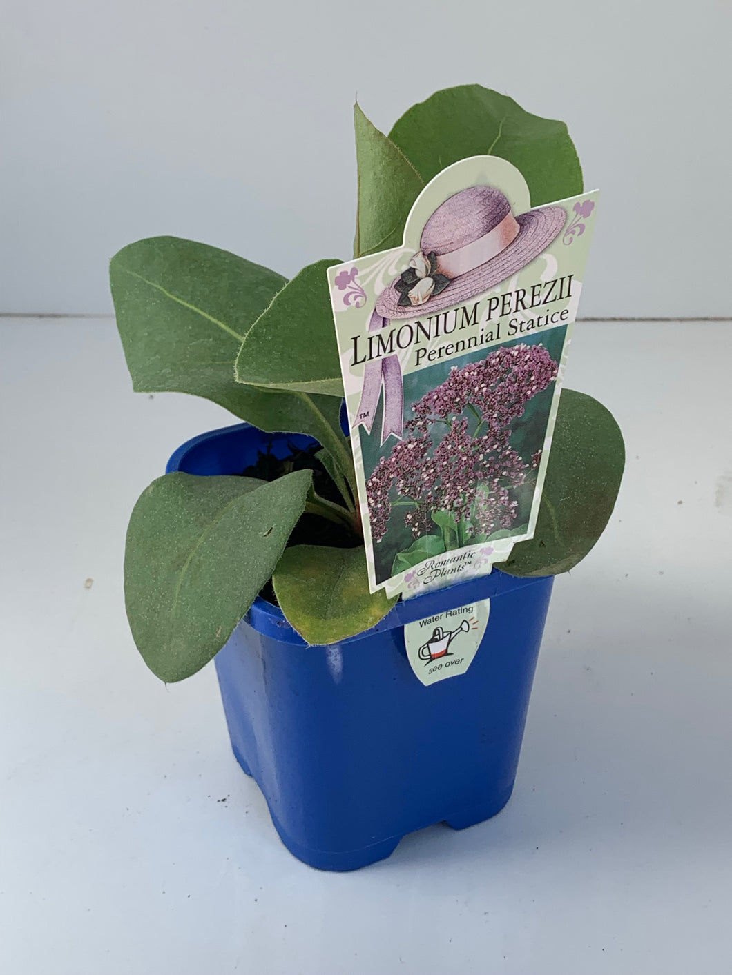 Limonium 'Perezii Blue'