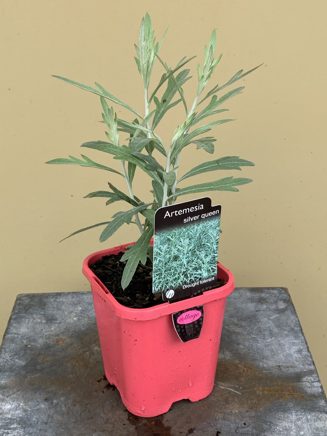 Artemeisia ludoviciana ‘Silver Queen’