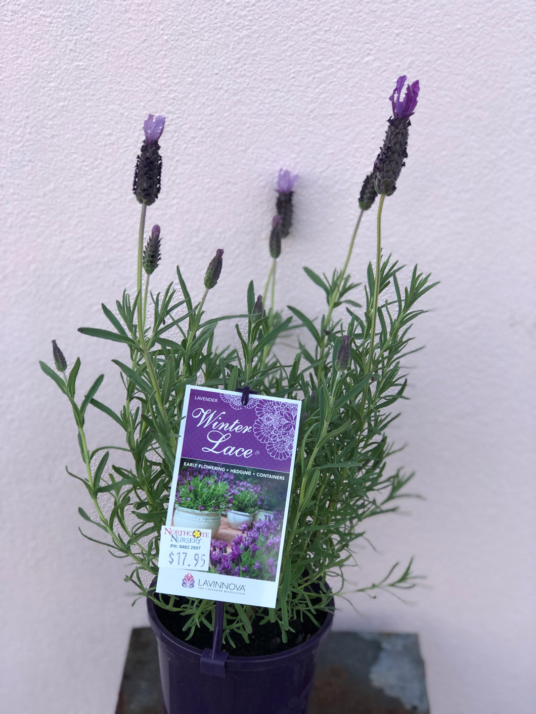 Lavender ‘Winter Lace’