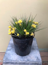 Load image into Gallery viewer, Conostylis setigera ‘Lemon Lights’
