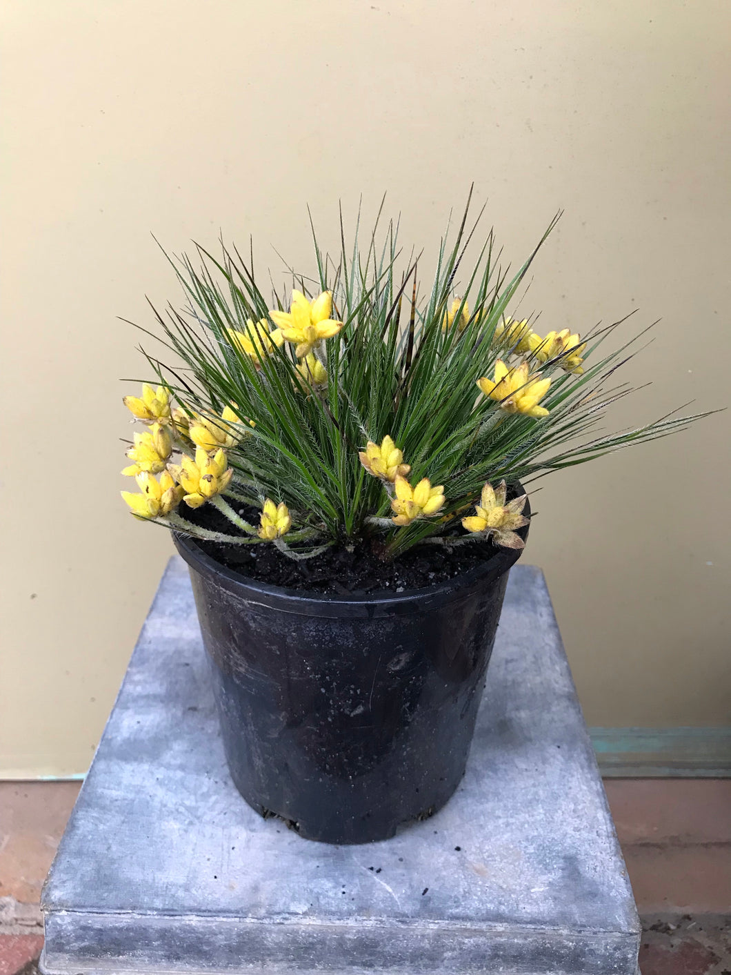 Conostylis setigera ‘Lemon Lights’