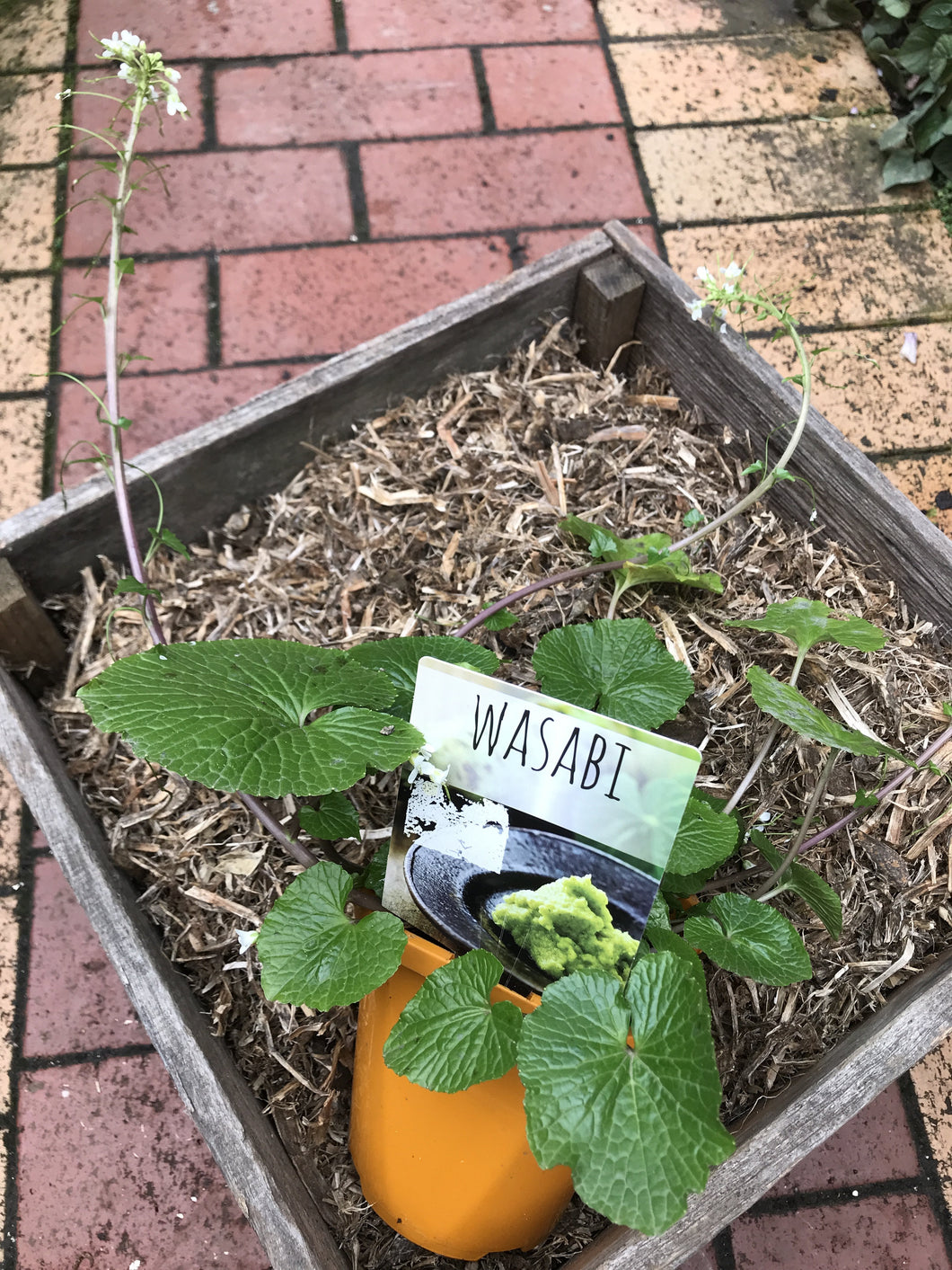 Wasabi