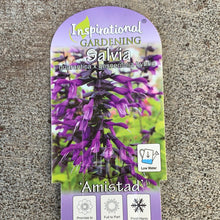 Load image into Gallery viewer, Salvia ‘Amistad’
