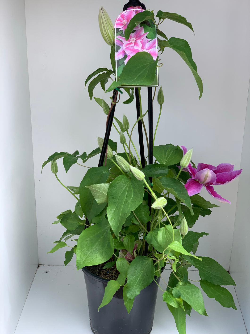 Clematis ‘Dr Ruppel’