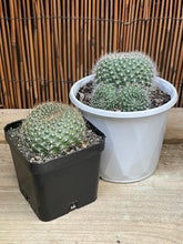 Load image into Gallery viewer, Rebutia
