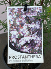 Load image into Gallery viewer, Prostanthera ‘Poorinda ballerina’
