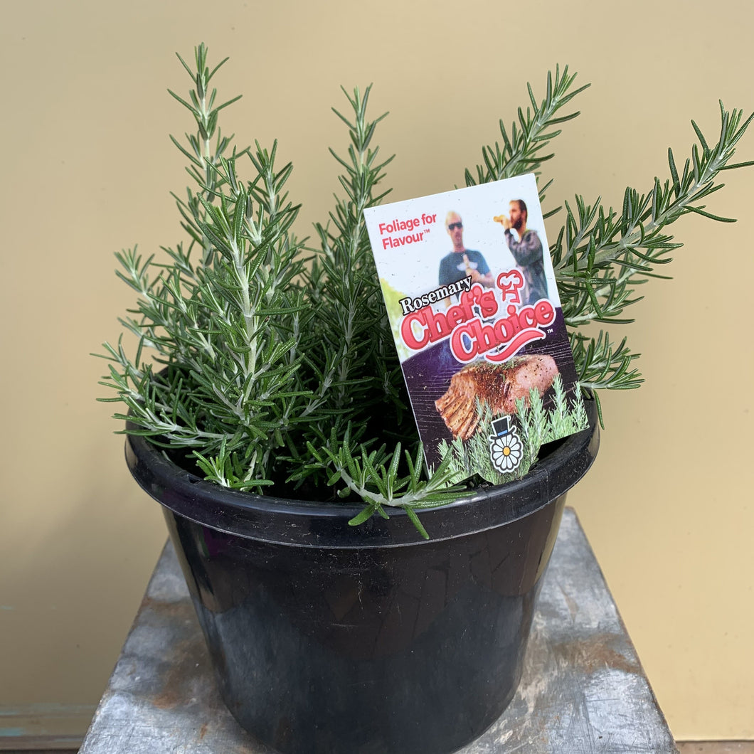 Rosemary ‘Chef’s Choice’