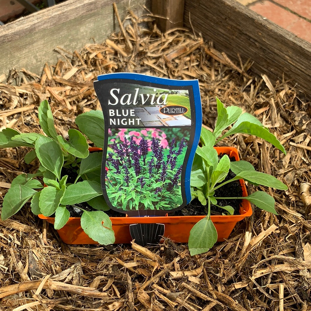 Salvia 'Blue Night'