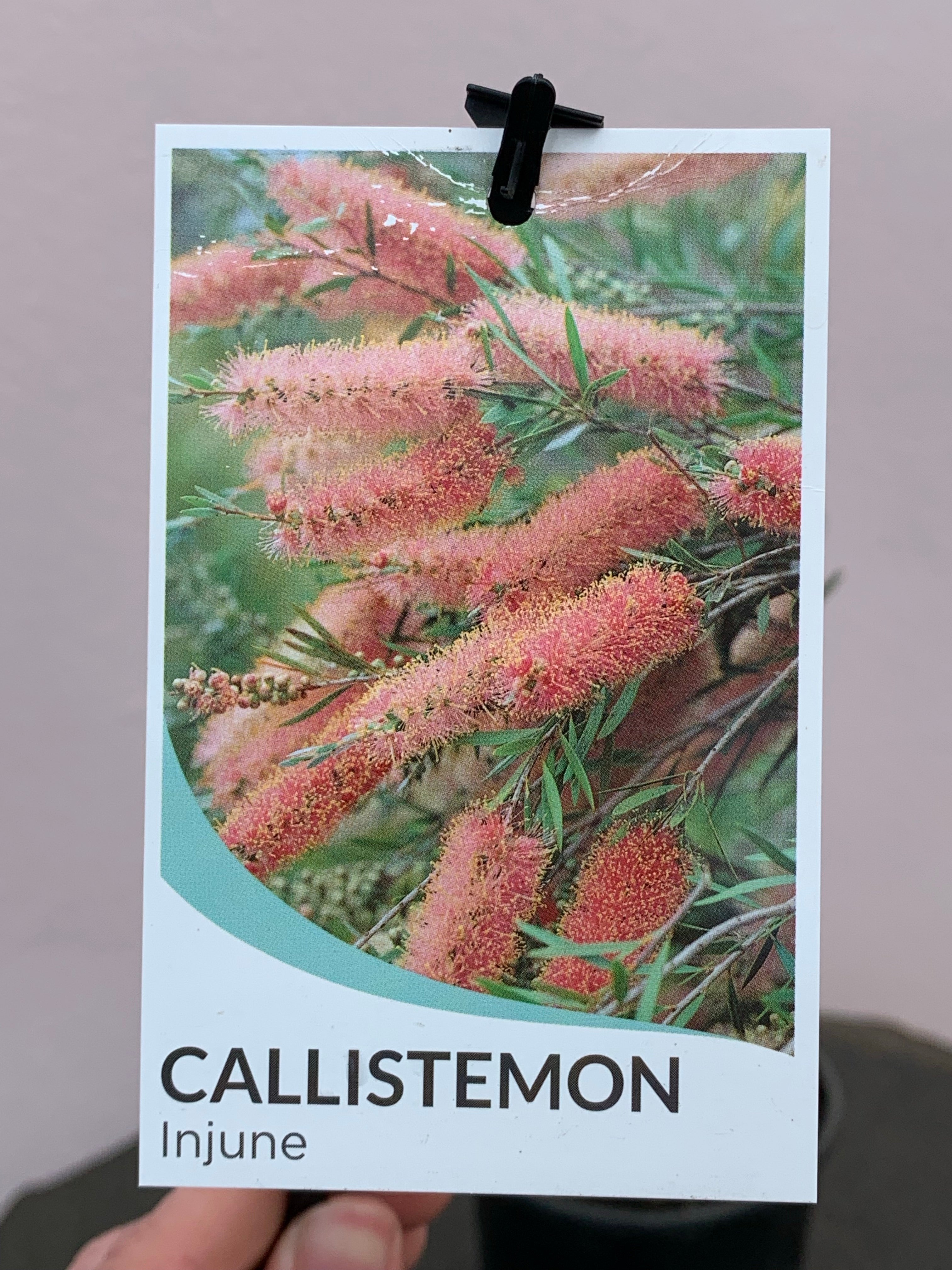 Callistemon ‘Injune’ – Northcote Nursery