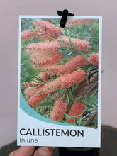 Load image into Gallery viewer, Callistemon ‘Injune’
