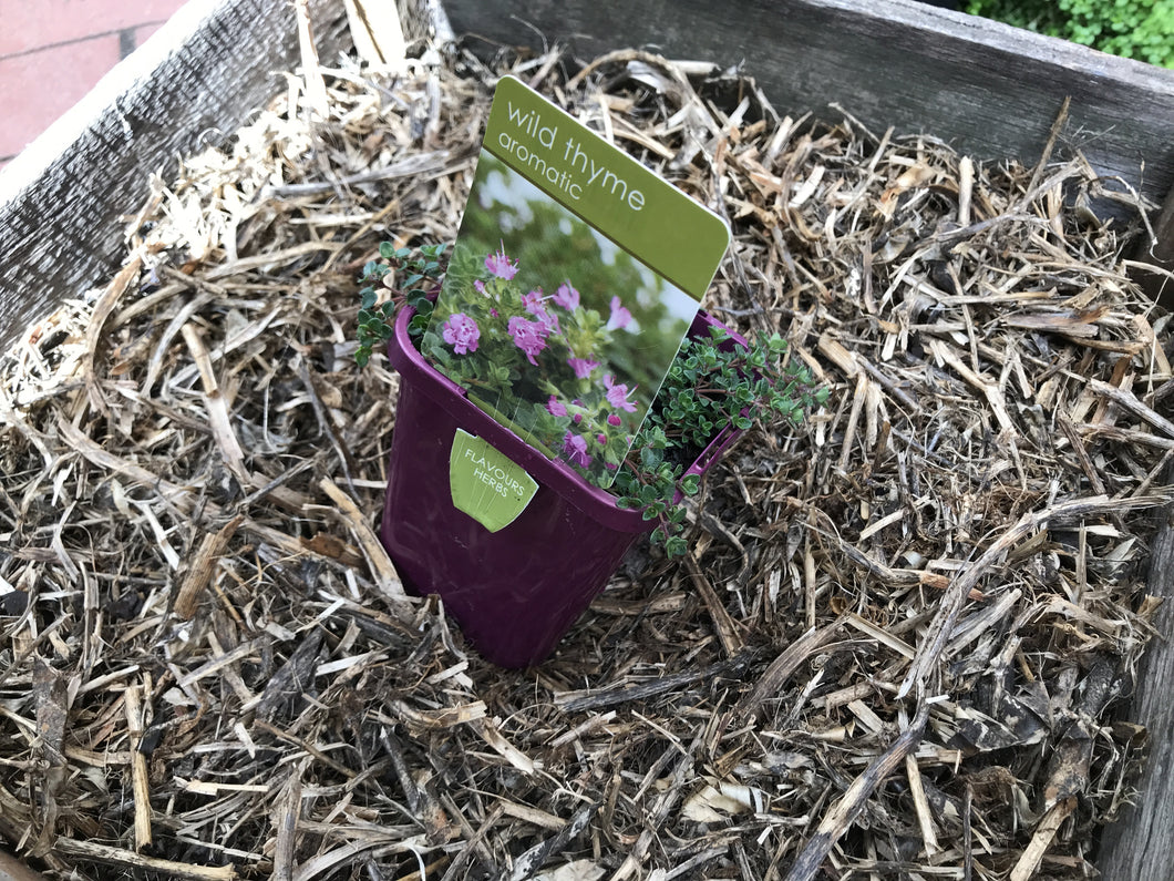 Thyme ‘Wild’