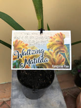 Load image into Gallery viewer, Anigozanthos ‘Waltzing Matilda’
