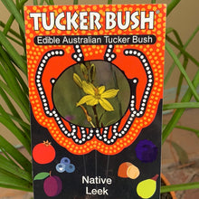 Load image into Gallery viewer, Bulbine bulbosa
