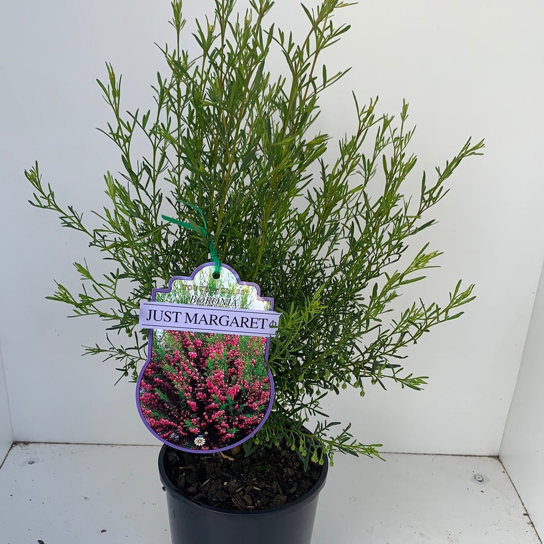 Boronia ‘Just Margaret’