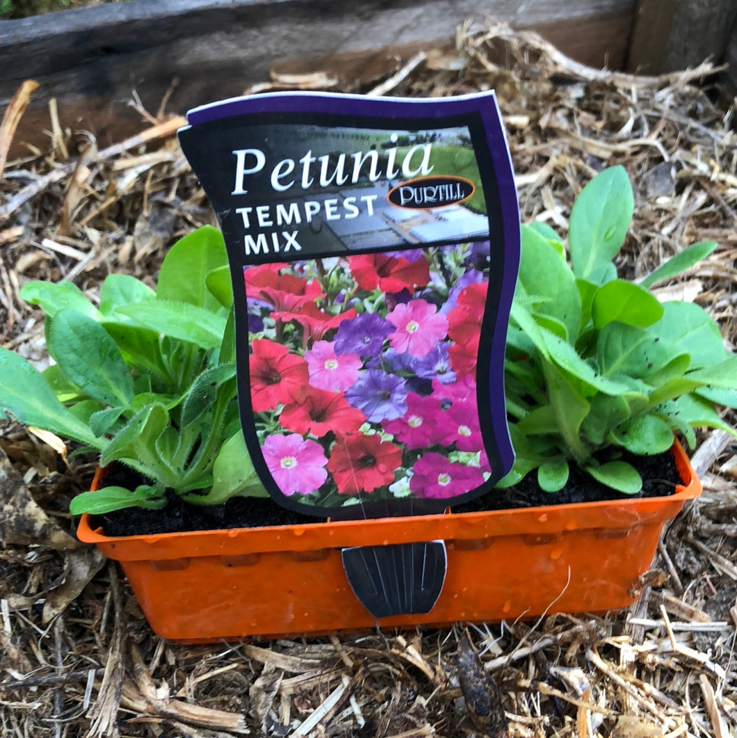 Petunia 'Tempest Mix'