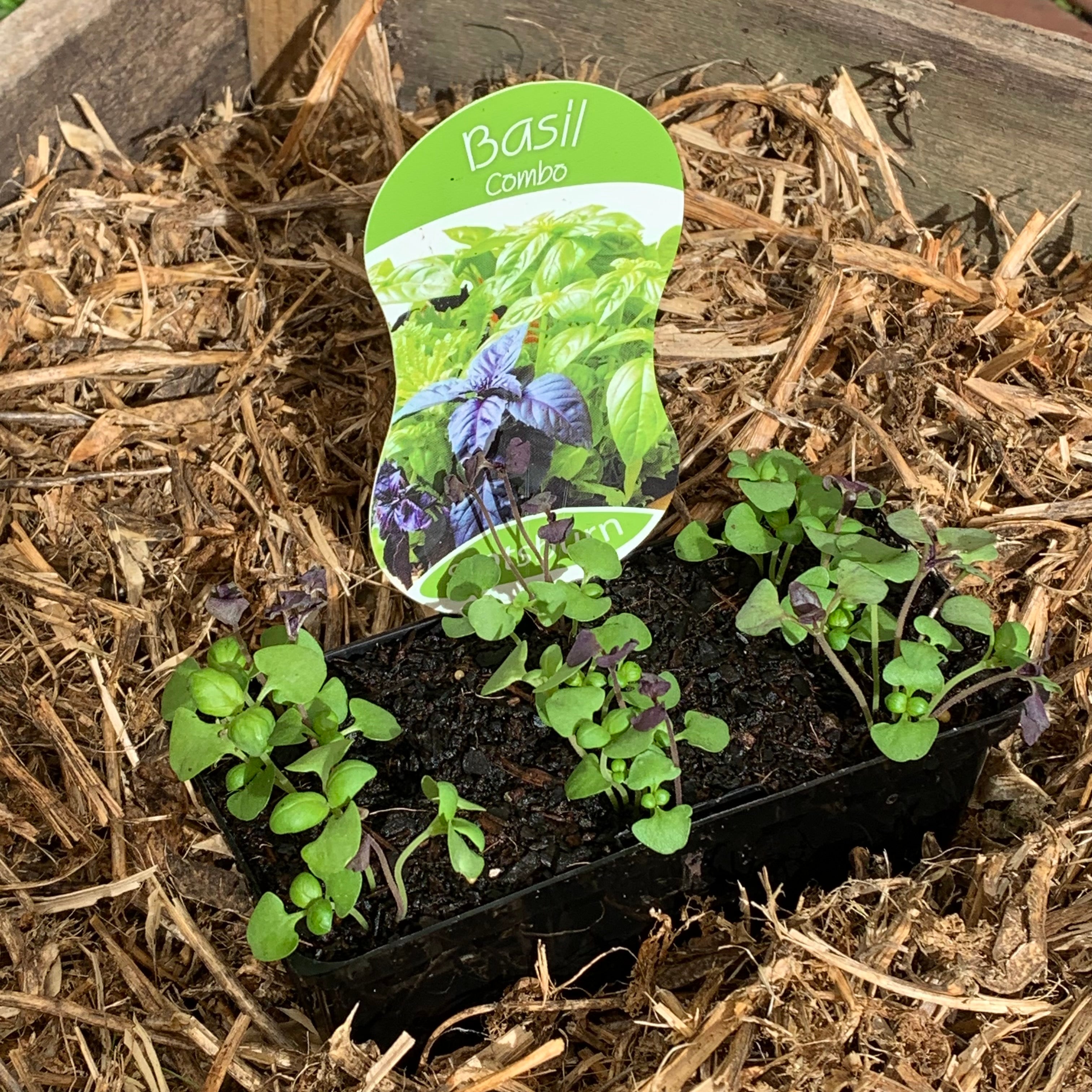 Basil Combination Basil 'Combo' – Northcote Nursery