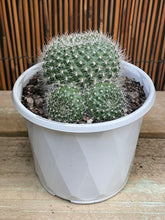 Load image into Gallery viewer, Rebutia
