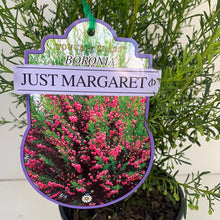 Load image into Gallery viewer, Boronia ‘Just Margaret’
