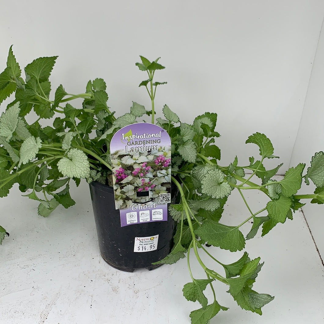 Lamium ‘Ghost’
