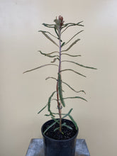 Load image into Gallery viewer, Banksia brownii
