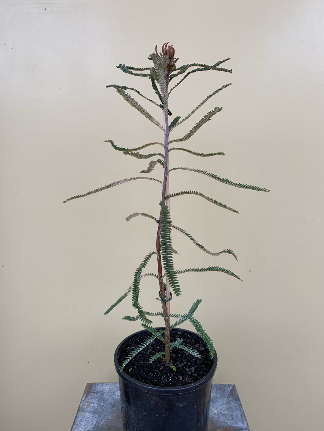 Banksia brownii