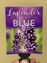 Load image into Gallery viewer, Lavender &#39;Sentivia Blue’
