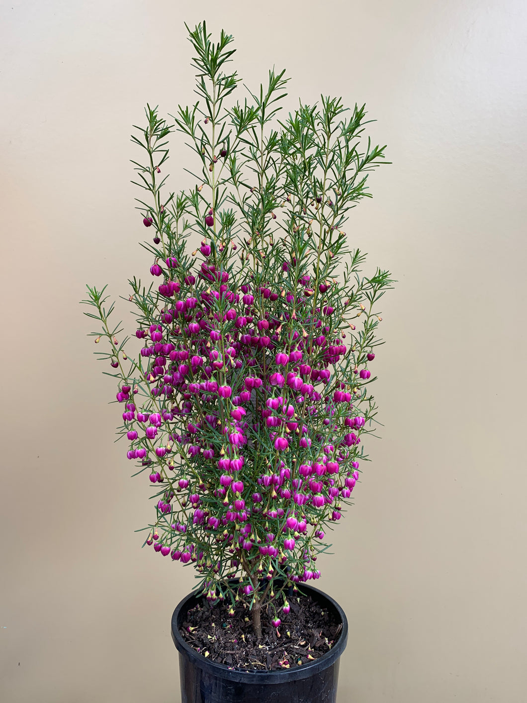 Boronia 'Plum Bells'