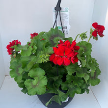 Load image into Gallery viewer, Geranium &#39;Big Red&#39;
