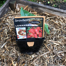 Load image into Gallery viewer, Strawberry ‘Lowanna’
