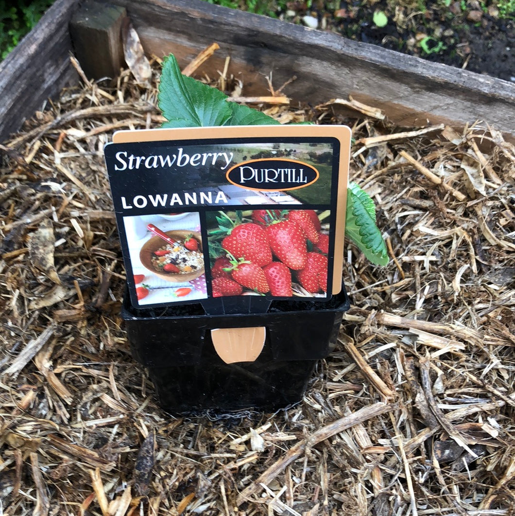 Strawberry ‘Lowanna’
