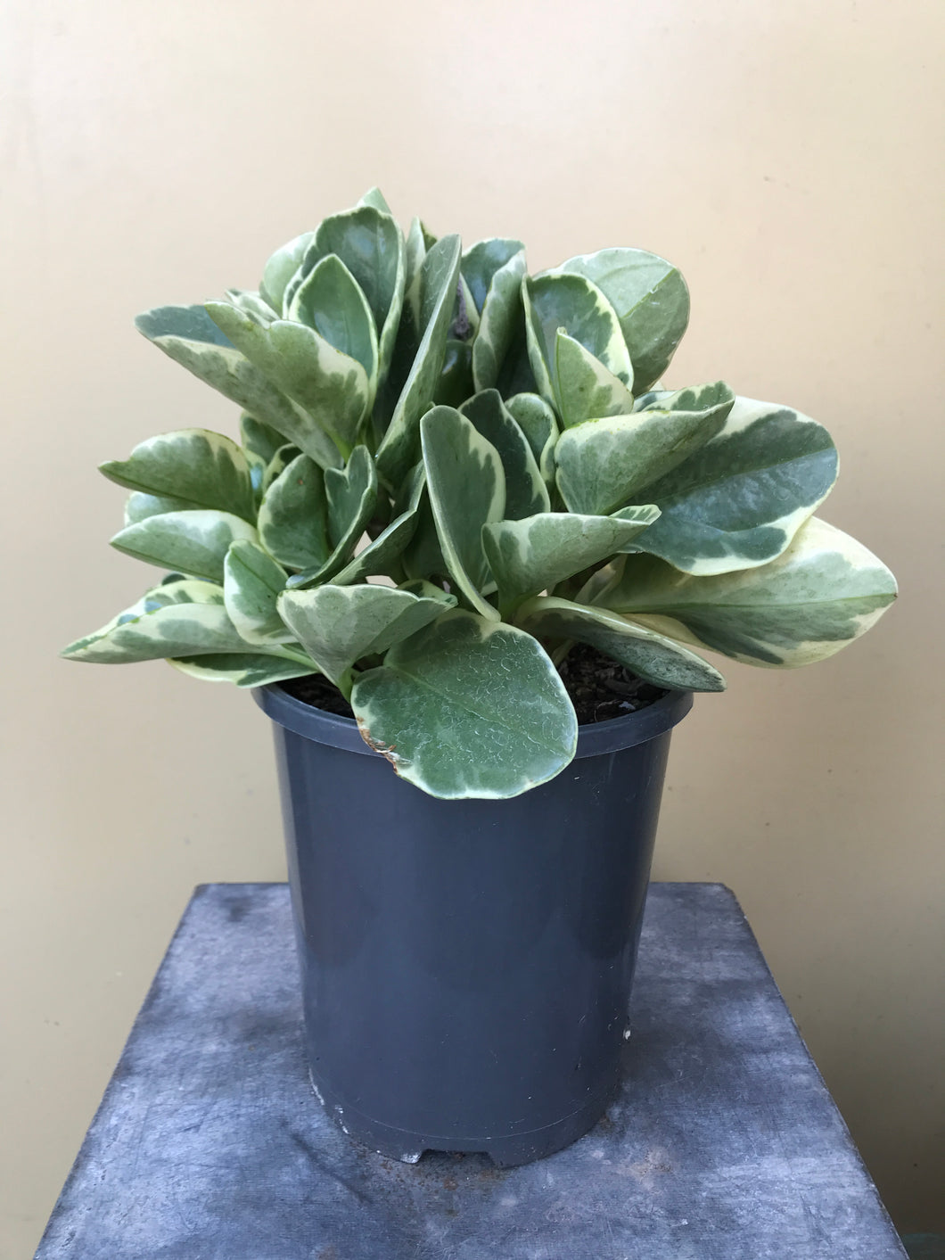 Peperomia ‘Albo Marginata’