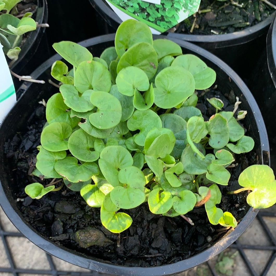 Dichondra ‘Emerald Falls’