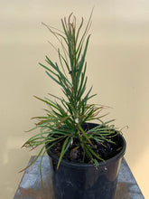 Load image into Gallery viewer, Acacia floribunda
