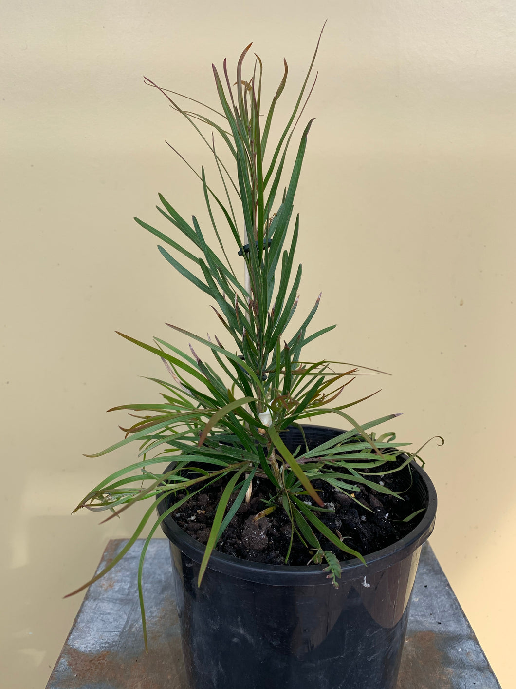 Acacia floribunda