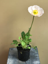 Load image into Gallery viewer, Poppy ‘Iceland’ Mix

