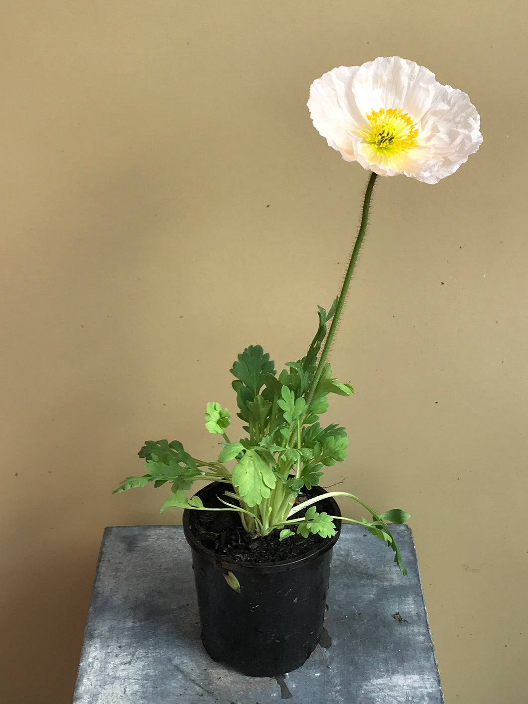 Poppy ‘Iceland’ Mix