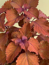 Load image into Gallery viewer, Coleus ‘Mainstreet Wall Street’
