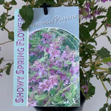 Load image into Gallery viewer, Thomasia purpurea
