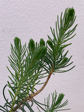 Load image into Gallery viewer, Calothamnus quadrifidus Grey
