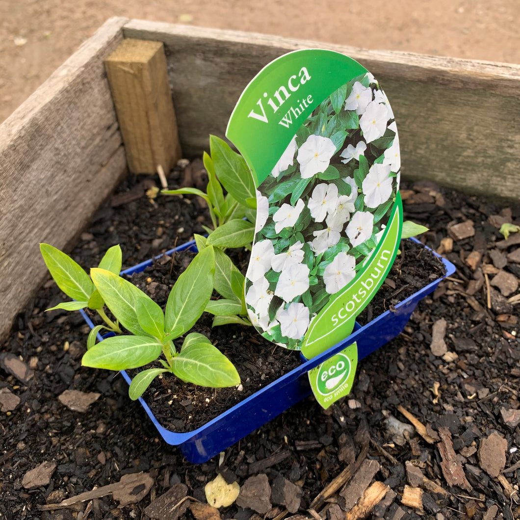 Vinca ‘White’