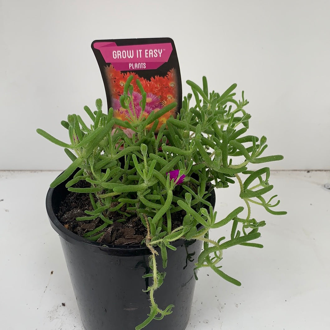 Mesembryanthemum 'Mauve'