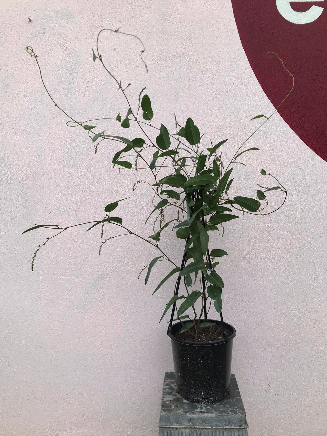 Hardenbergia violacea ‘Happy Duo’