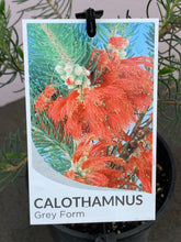 Load image into Gallery viewer, Calothamnus quadrifidus Grey
