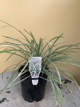 Load image into Gallery viewer, Liriope ‘Silver Dragon’
