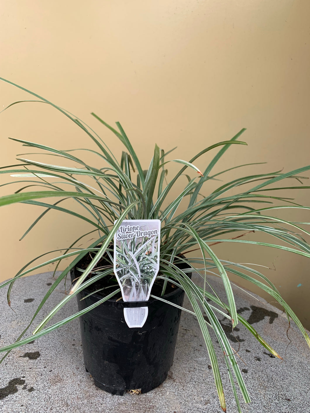 Liriope ‘Silver Dragon’