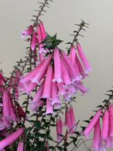 Load image into Gallery viewer, Epacris ‘Nectar Pink’

