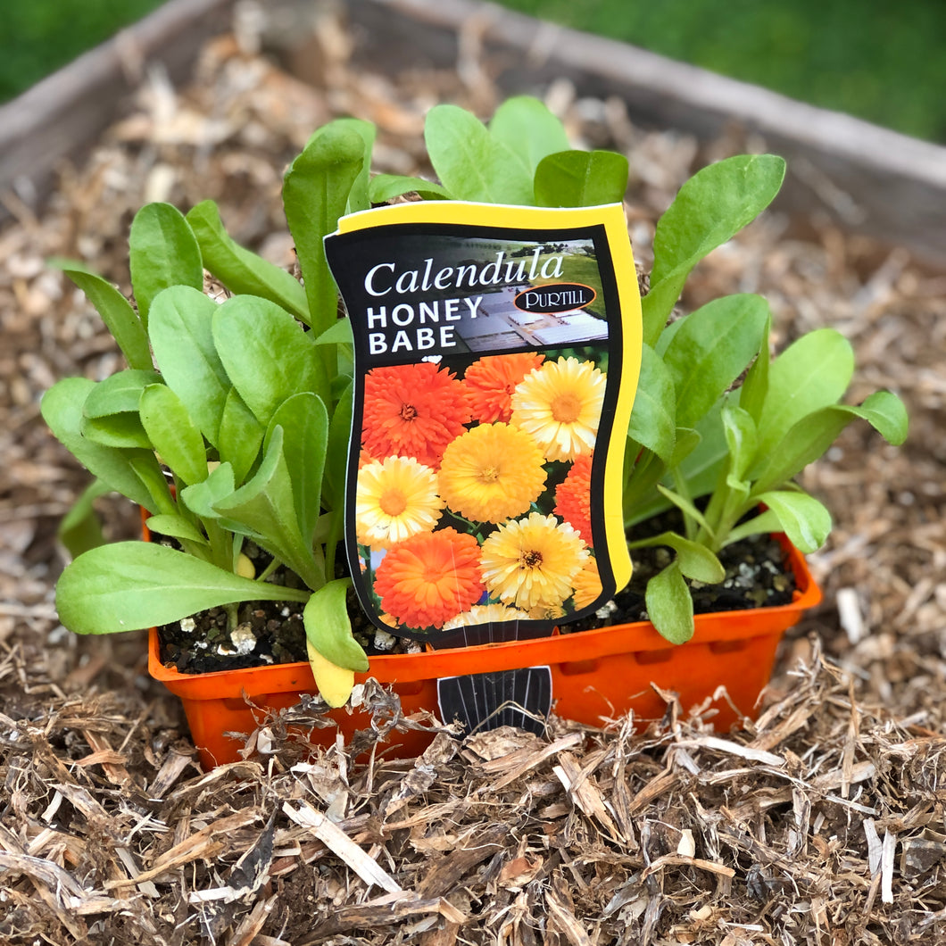 Calendula ‘Honey Babe’